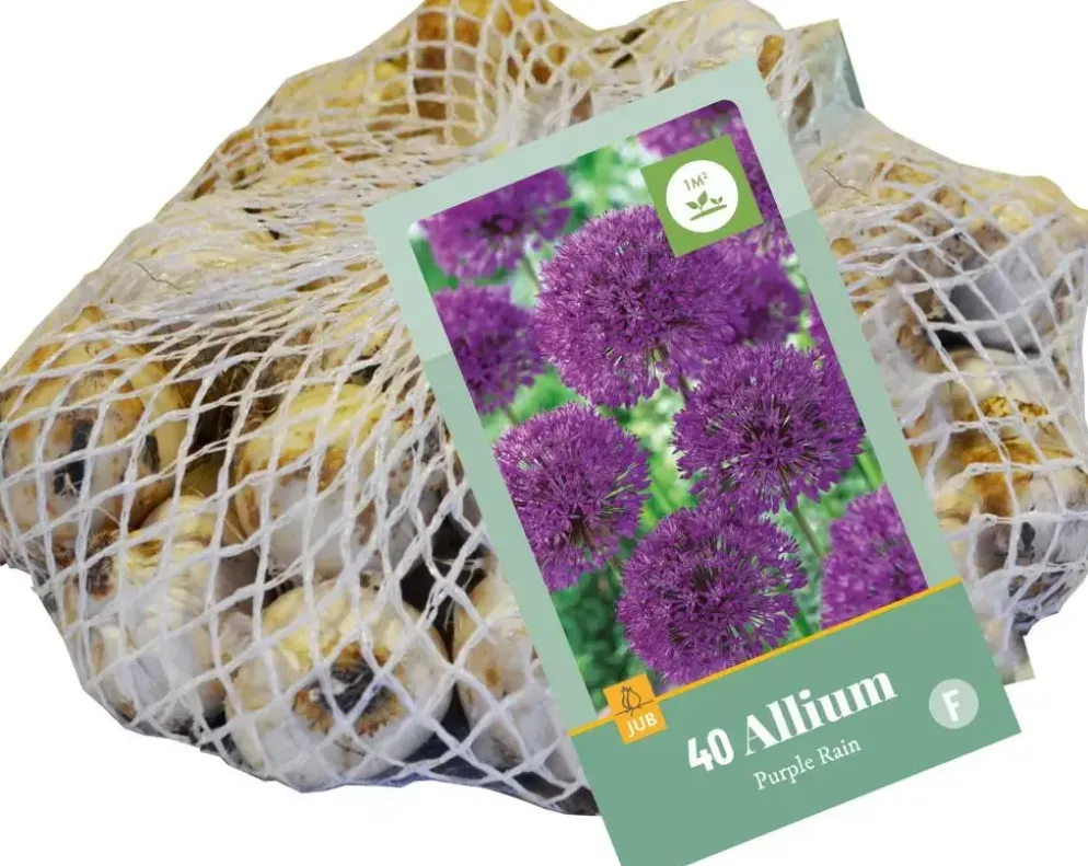 Allium Purple Rain 40 allium bollen
