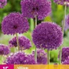 Allium Purple Sensation 15 allium bollen