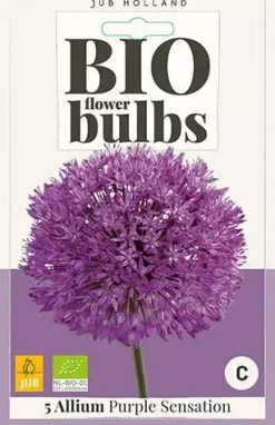 Allium Purple Sensation 5 stuks biologisch geteeld