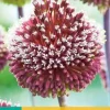 Allium Red Mohican 2 allium bollen