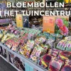 Allium species Mix 25 allium bollen