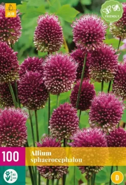 Allium sphaerocephalon 100 allium bollen