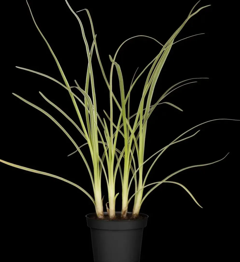Allium tuberosum (knoflookbieslook) 15cm
