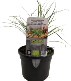 Allium tuberosum (knoflookbieslook) 15cm