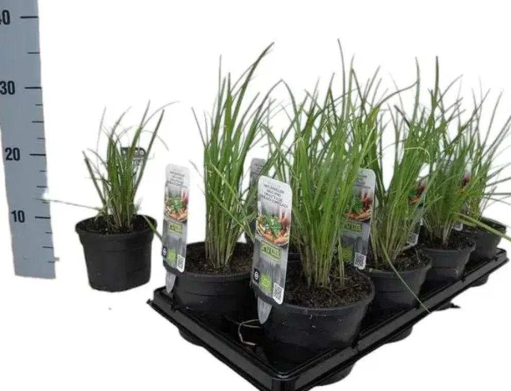 Allium tuberosum (knoflookbieslook) 15cm