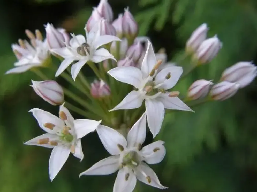 Allium tuberosum (knoflookbieslook) 15cm