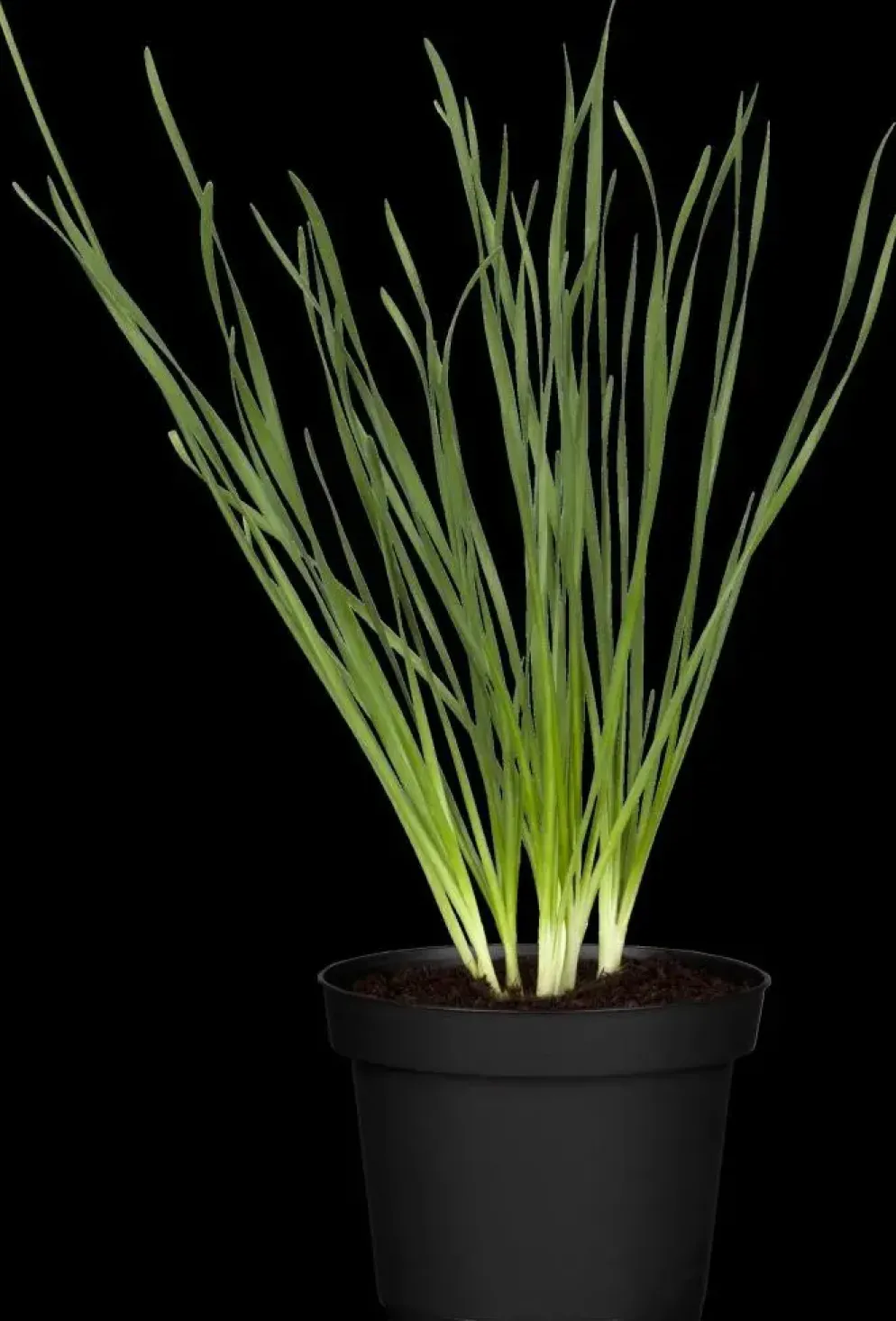 Allium tuberosum (knoflookbieslook) 15cm