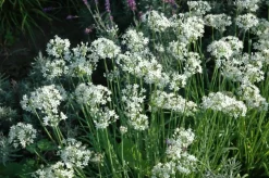 Allium tuberosum (knoflookbieslook) 15cm
