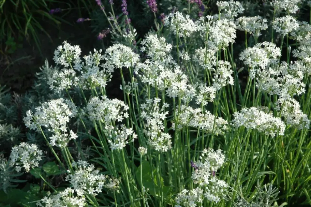 Allium tuberosum (knoflookbieslook) 15cm