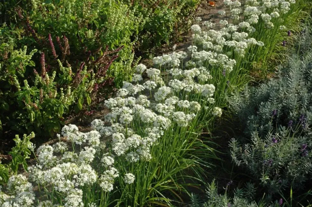 Allium tuberosum (knoflookbieslook) 15cm