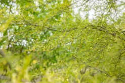 Alnus glutinosa 'Imperialis' (Zwarte els 'Imperialis')