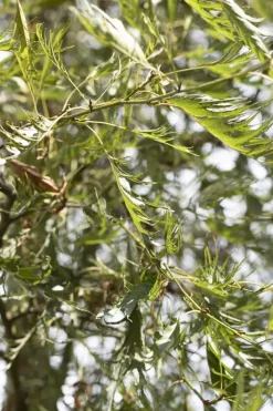 Alnus glutinosa 'Imperialis' (Zwarte els 'Imperialis')