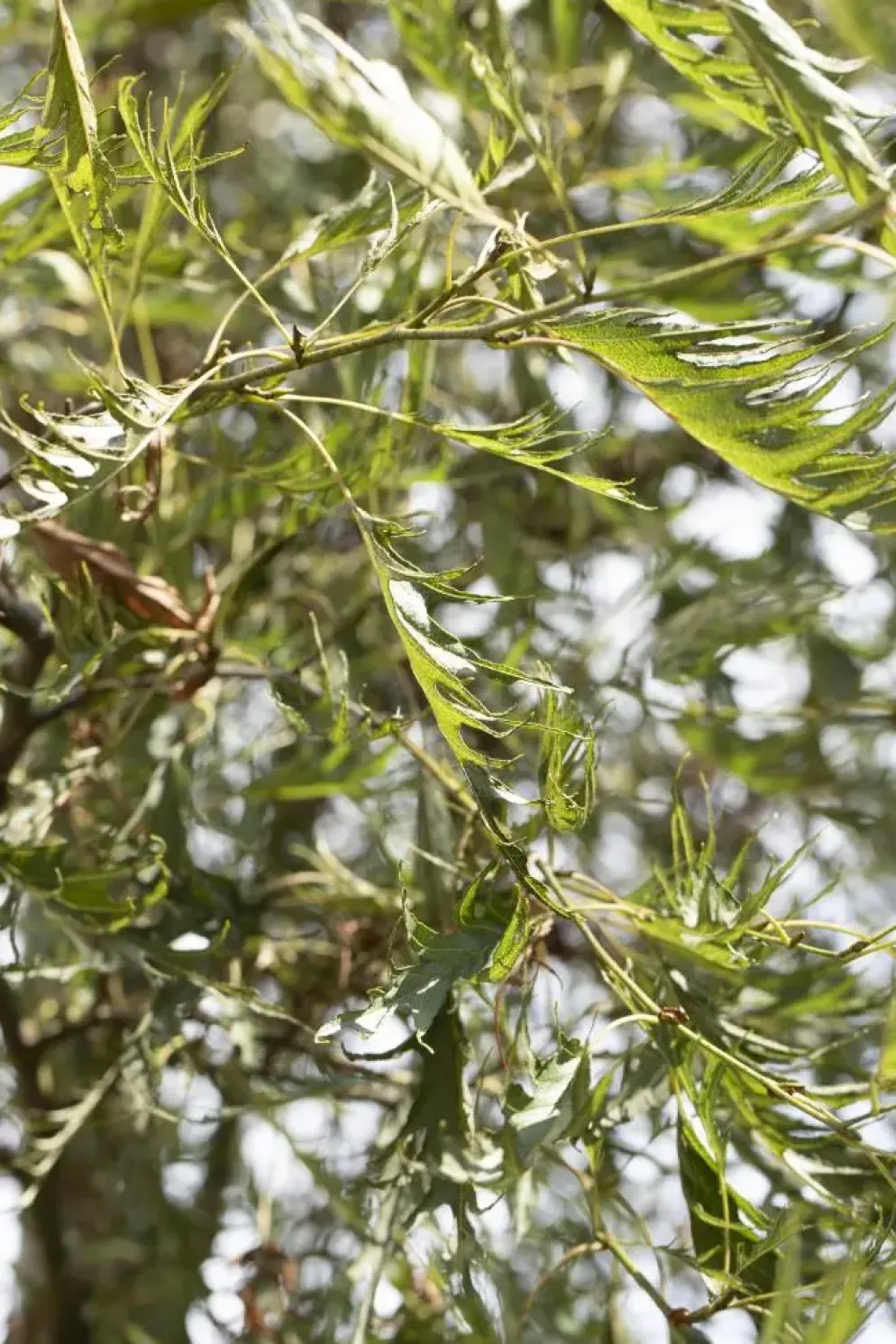 Alnus glutinosa 'Imperialis' (Zwarte els 'Imperialis')