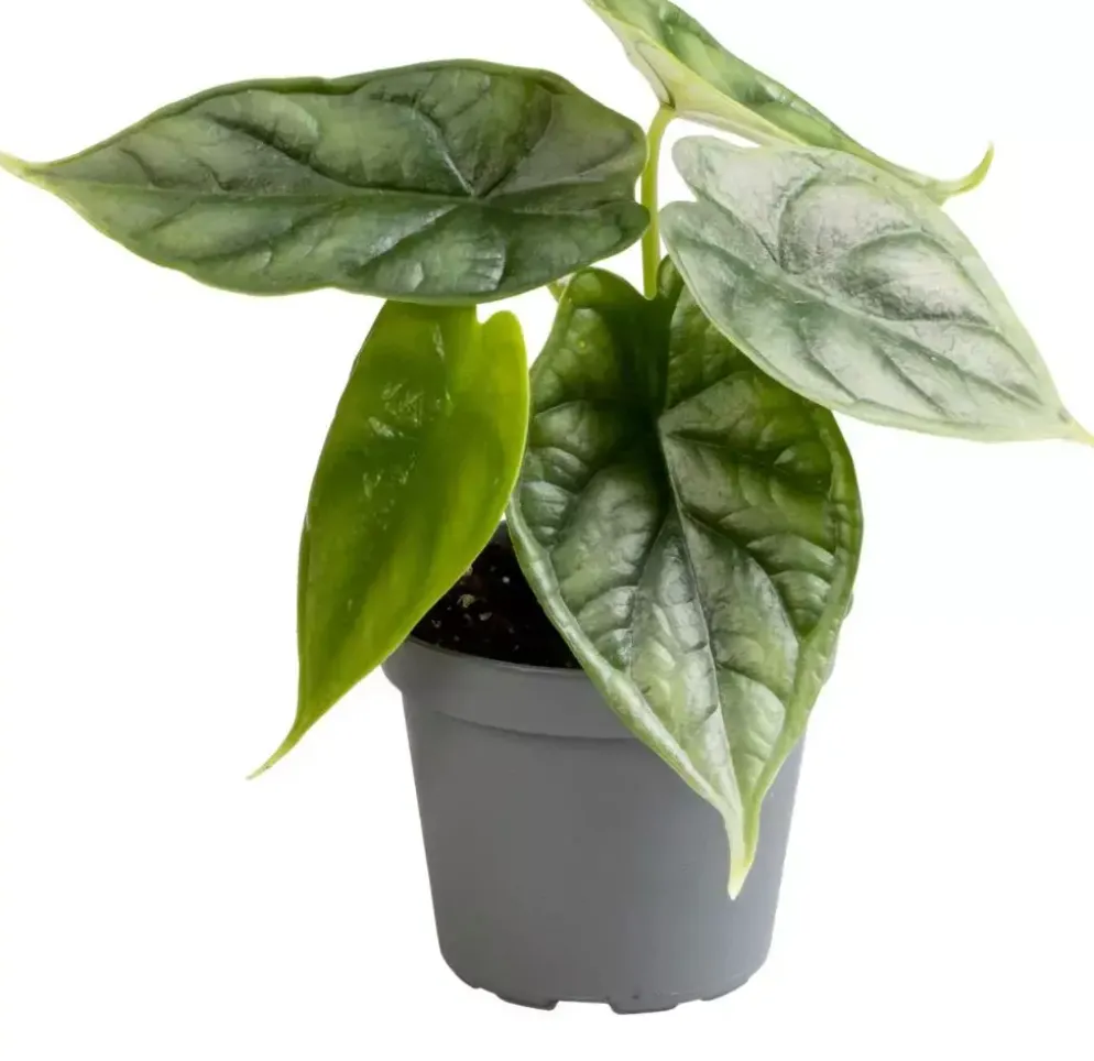 Alocasia 'Dragon scale' (Olifantsoor) 12cm