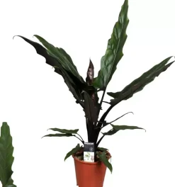 Alocasia lauterbachiana (Olifantsoor) 70cm