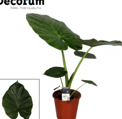 Alocasia macrorrhiza (Olifantsoor) 60cm