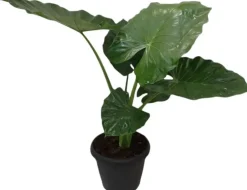 Alocasia macrorrhizos (Olifantsoor) 130cm