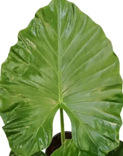 Alocasia macrorrhizos (Olifantsoor) 130cm