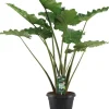 Alocasia portadora (Olifantsoor) 135cm
