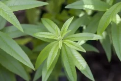 Aloysia citriodora (Citroenverbena) ø14 cm