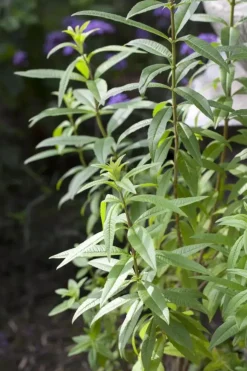 Aloysia citriodora (Citroenverbena) ø14 cm