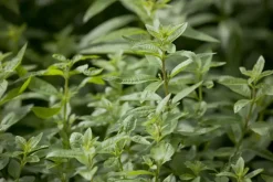 Aloysia citriodora (Citroenverbena) ø14 cm