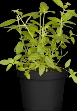 Aloysia citriodora (Citroenverbena) ø14 cm