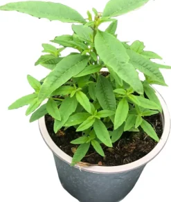 Aloysia citriodora (Citroenverbena) ø14 cm