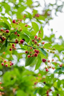 Amelanchier lamarckii (Amerikaans krentenboompje)