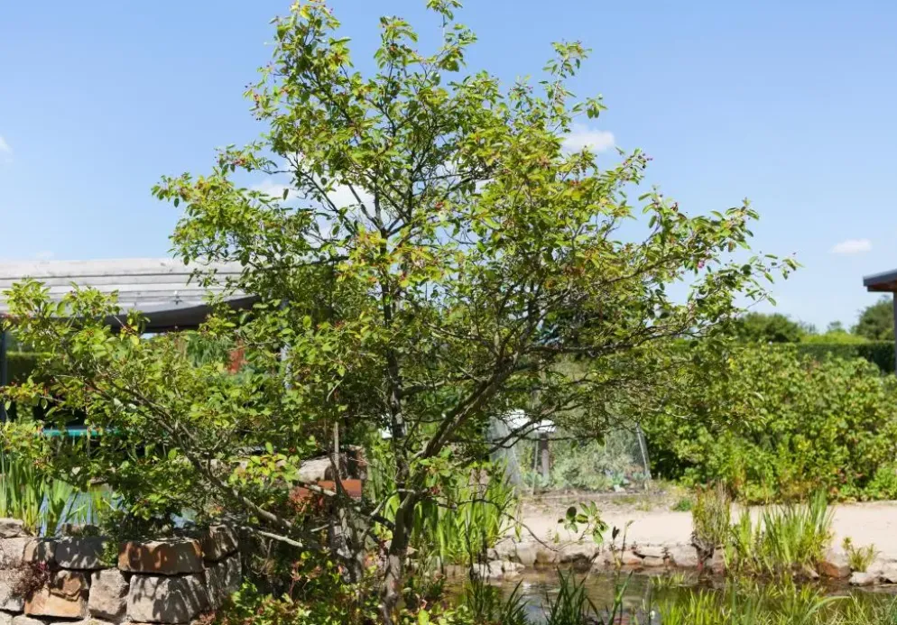 Amelanchier lamarckii (Amerikaans krentenboompje)