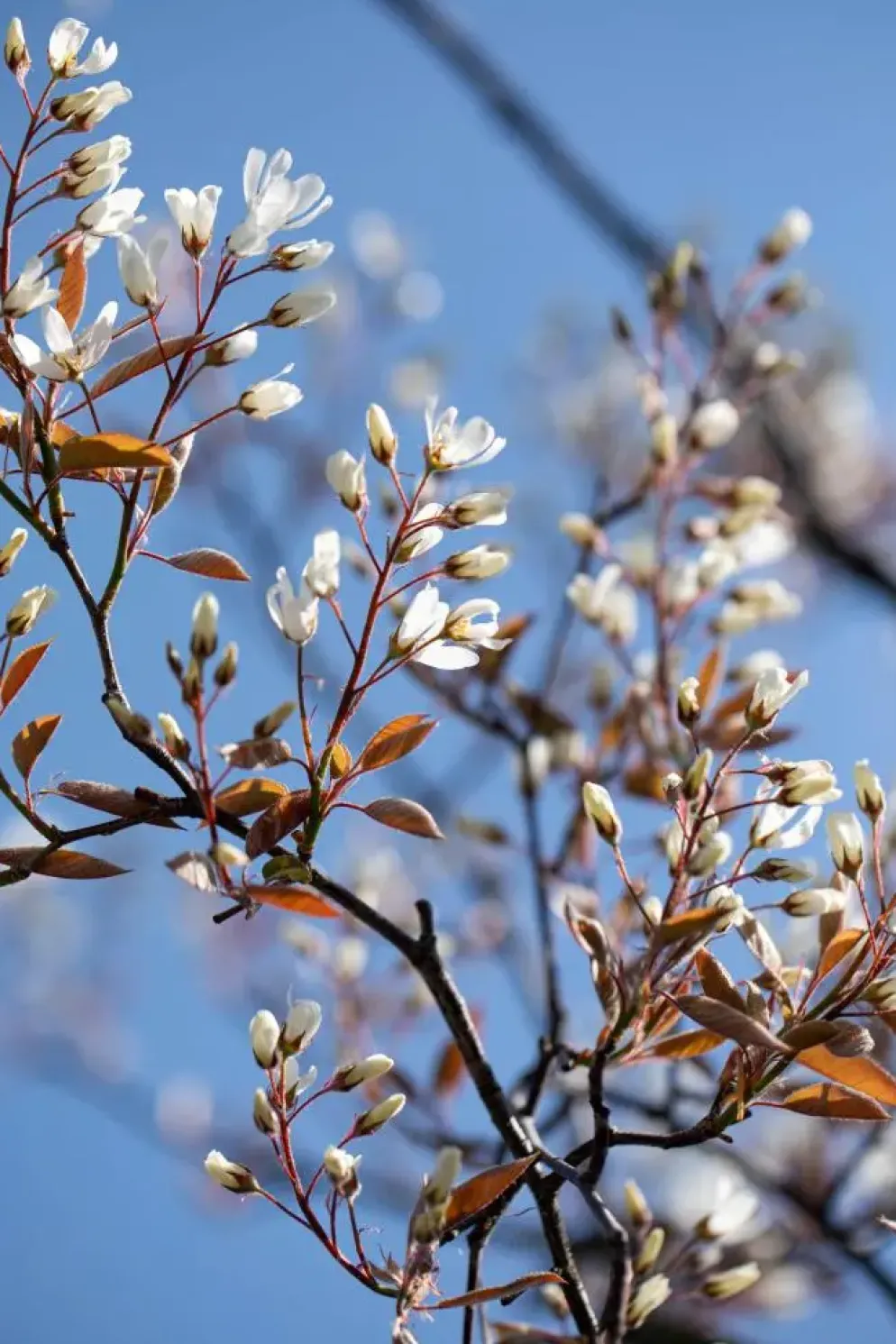 Amelanchier lamarckii (Amerikaans krentenboompje)