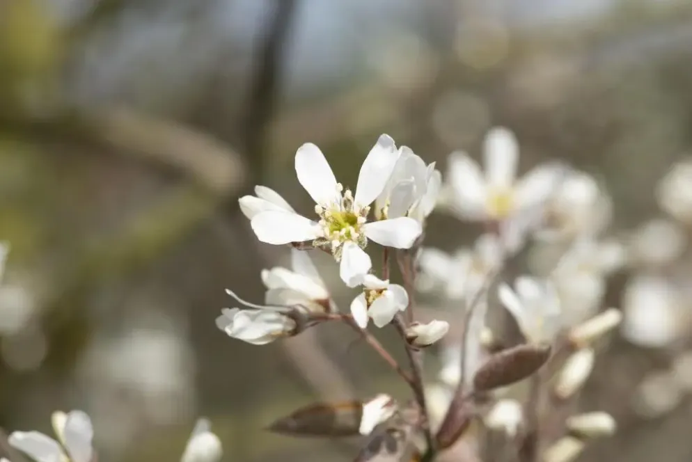Amelanchier lamarckii (Amerikaans krentenboompje)