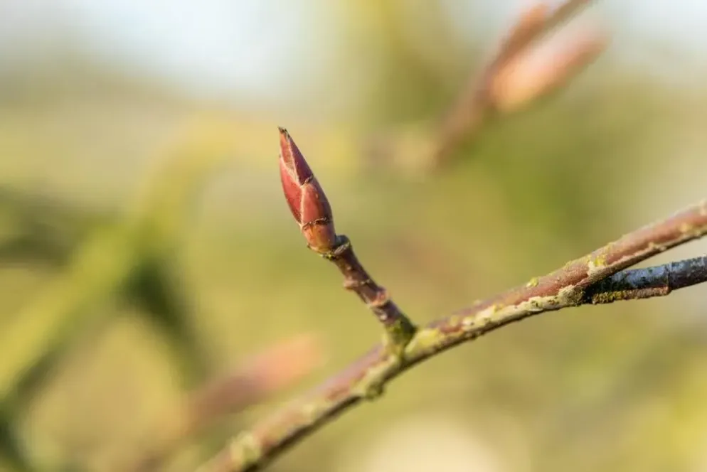 Amelanchier lamarckii (Amerikaans krentenboompje)