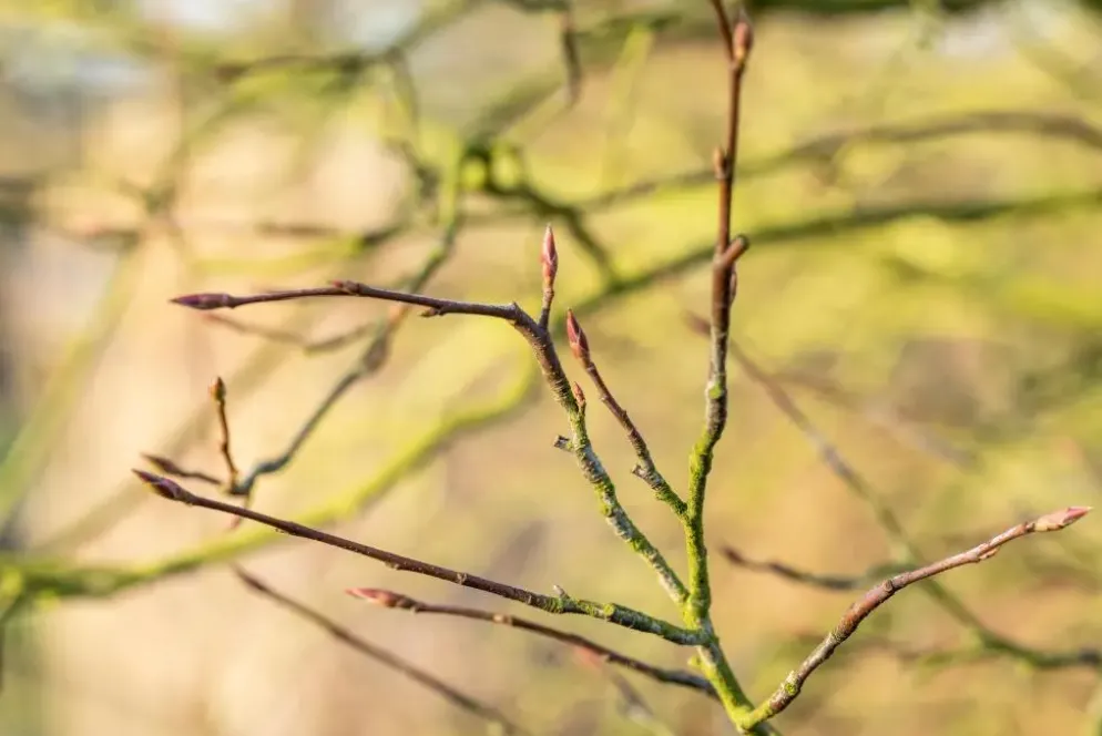 Amelanchier lamarckii (Amerikaans krentenboompje)