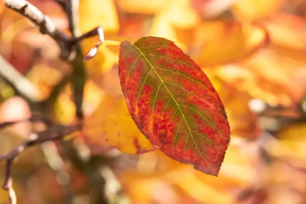 Amelanchier lamarckii (Amerikaans krentenboompje)