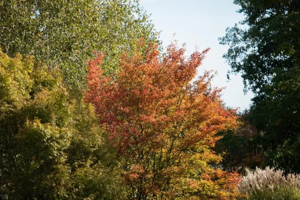 Amelanchier lamarckii (Amerikaans krentenboompje)