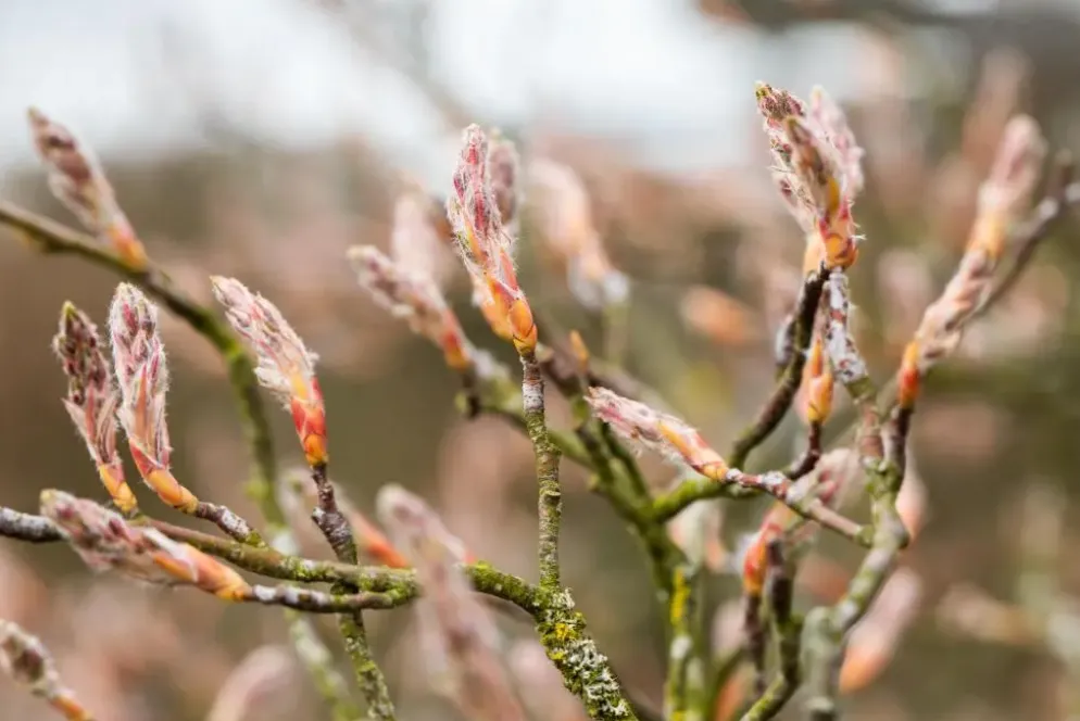 Amelanchier lamarckii (Amerikaans krentenboompje)