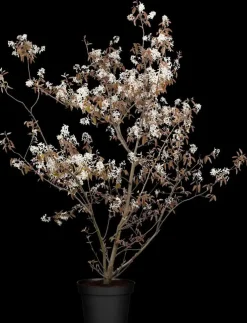Amelanchier lamarckii (Amerikaans krentenboompje)