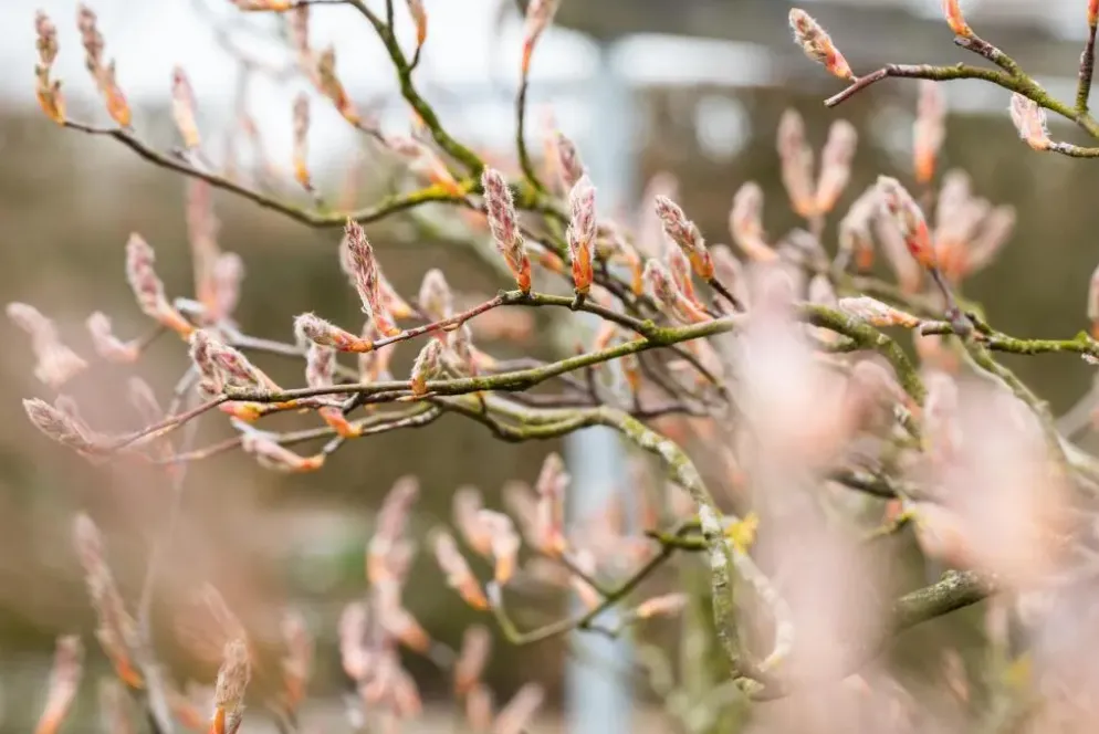 Amelanchier lamarckii (Amerikaans krentenboompje)