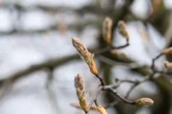 Amelanchier lamarckii (Amerikaans krentenboompje)
