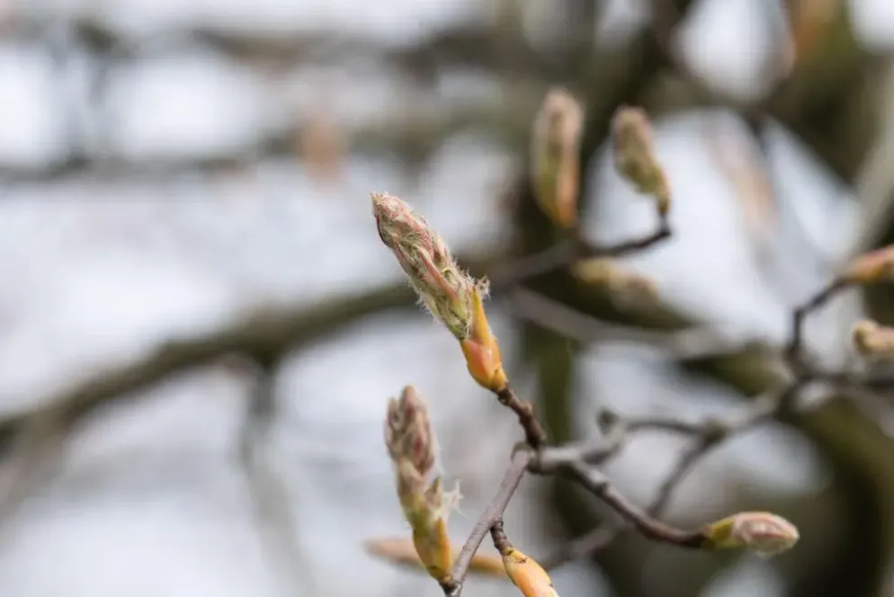 Amelanchier lamarckii (Amerikaans krentenboompje)