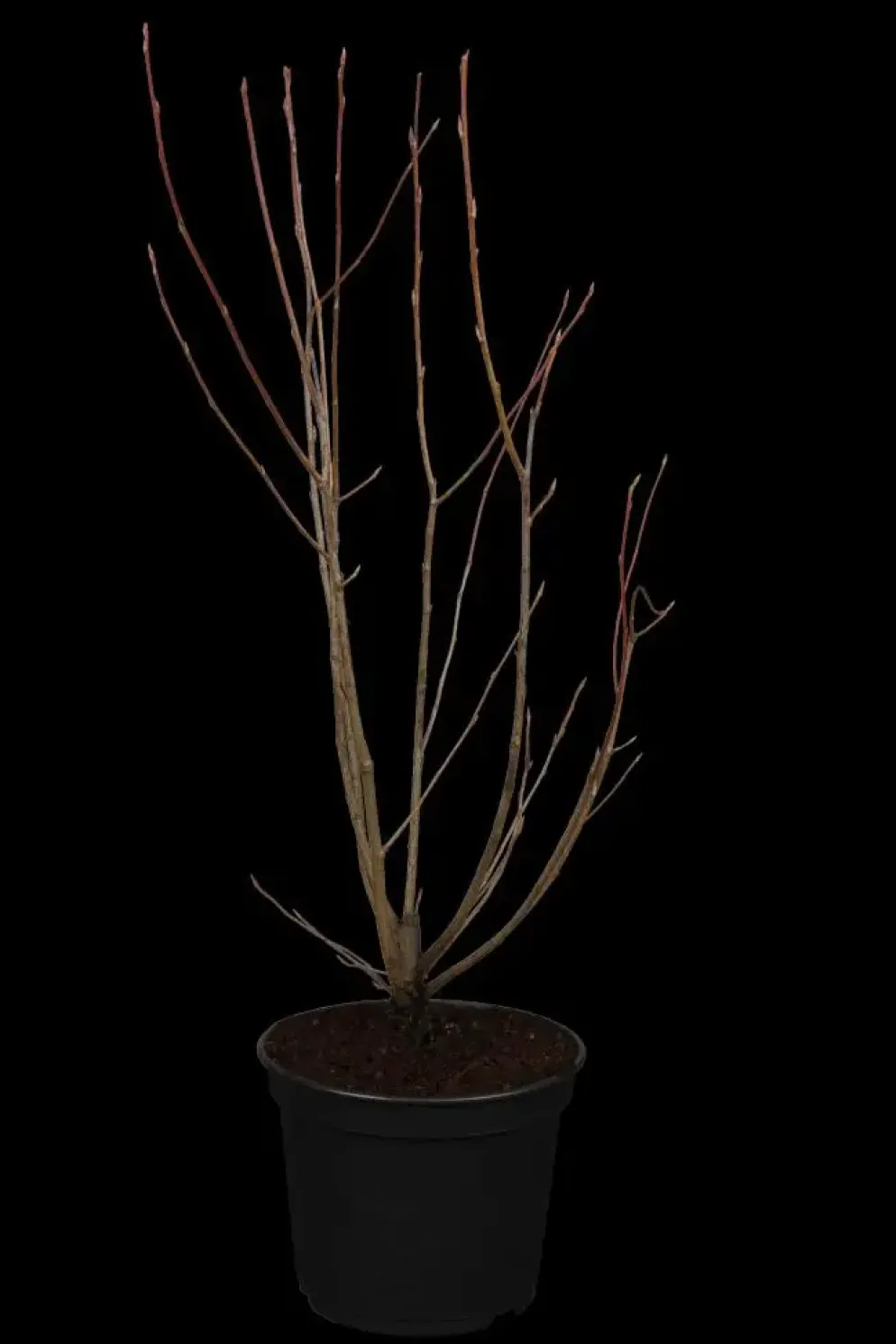 Amelanchier lamarckii (Amerikaans krentenboompje)