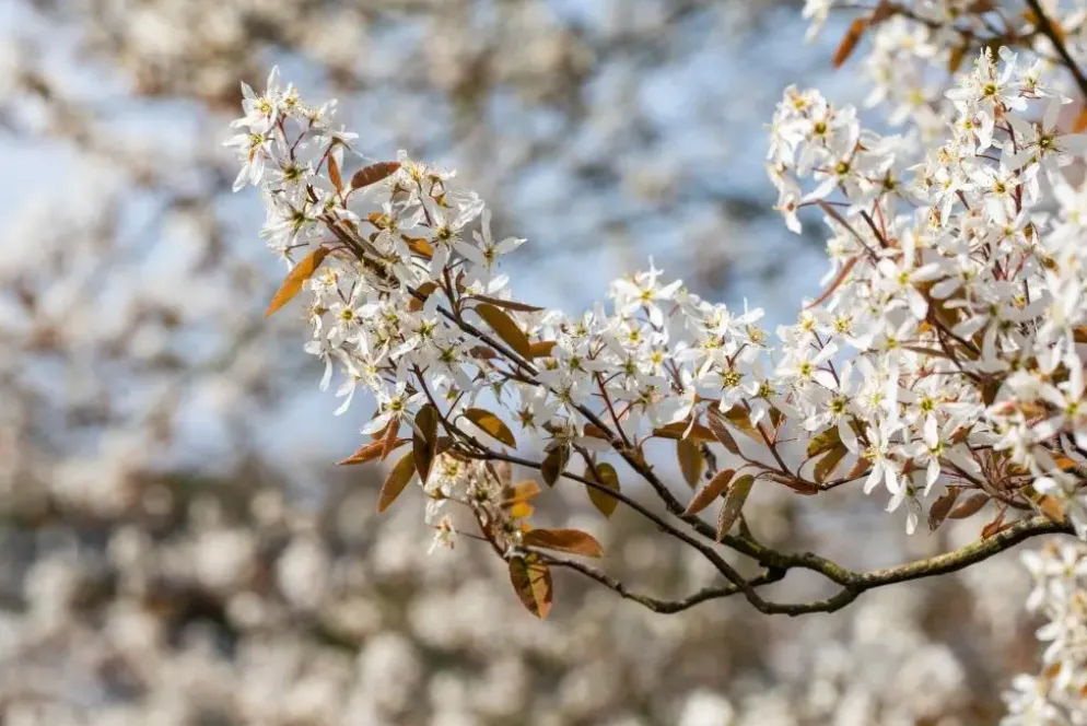 Amelanchier lamarckii (Amerikaans krentenboompje)
