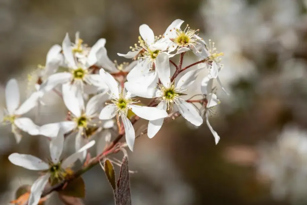 Amelanchier lamarckii (Amerikaans krentenboompje)