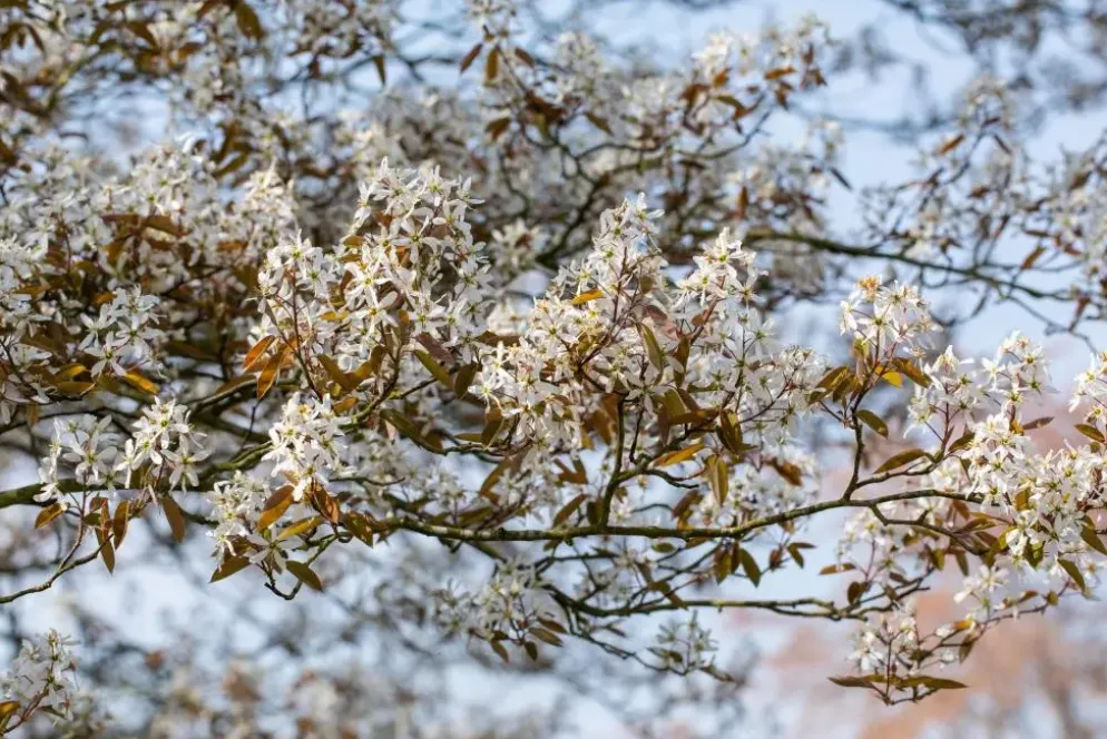 Amelanchier lamarckii (Amerikaans krentenboompje)