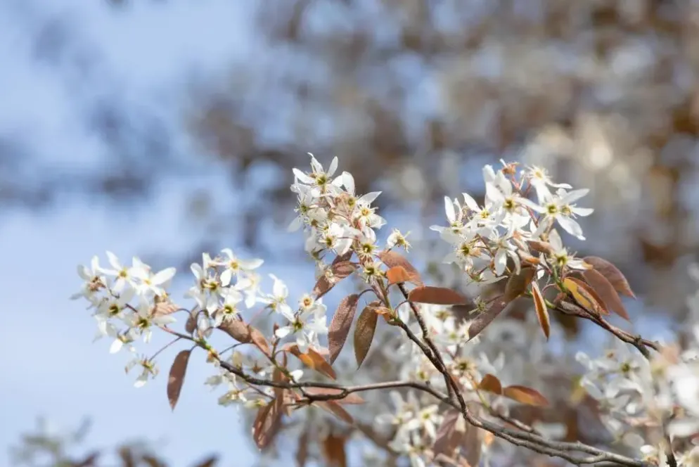 Amelanchier lamarckii (Amerikaans krentenboompje)