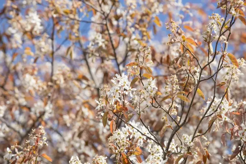 Amelanchier lamarckii (Amerikaans krentenboompje)