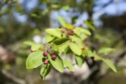 Amelanchier lamarckii (Amerikaans krentenboompje)