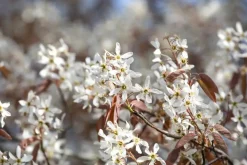 Amelanchier lamarckii (Amerikaans krentenboompje)