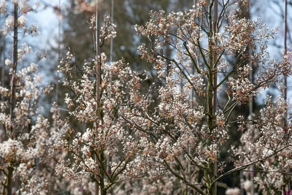 Amelanchier lamarckii (Amerikaans krentenboompje)